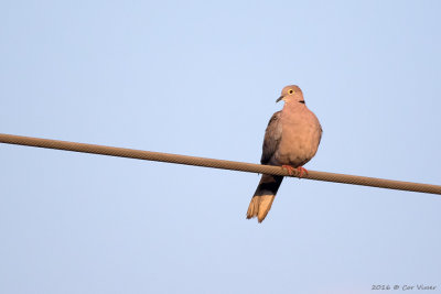Burmese collared dove.jpg