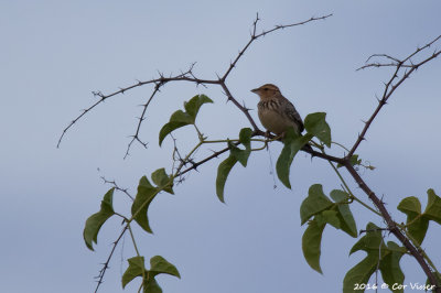 Burmese bushlark_2.jpg