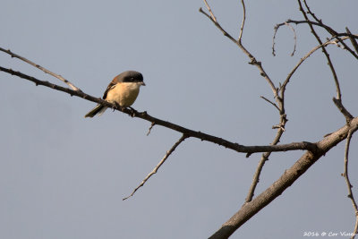 Burmese shrike.jpg