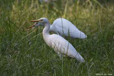 Cattle egret.jpg