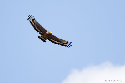 Crested serpent eagle_2.jpg
