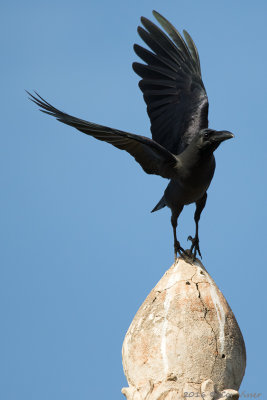 House crow.jpg