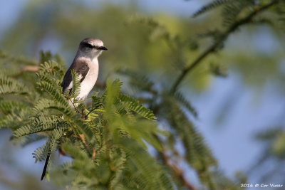 Jordan's minivet.jpg