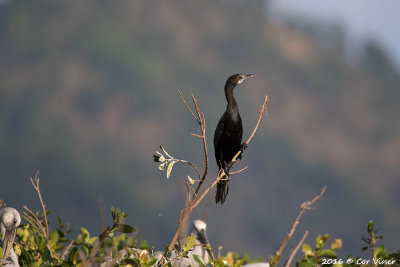 Little cormorant.jpg