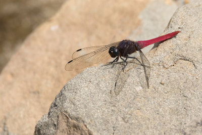 Orthetrum pruinosum.jpg
