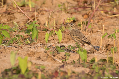 Paddyfield pipet.jpg