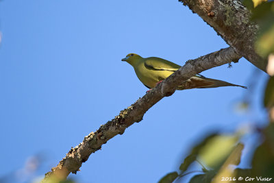 Pin-tailed green pigeon.jpg
