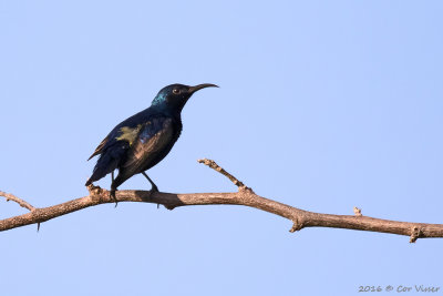 Purple sunbird.jpg