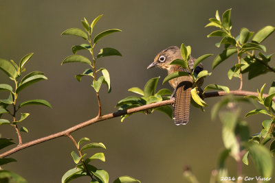 Spectacled barwing.jpg