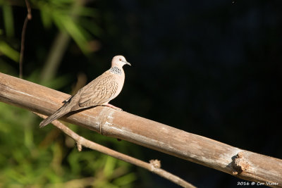 Spotted dove.jpg