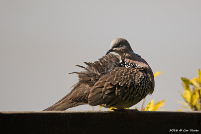 Spotted dove_2.jpg