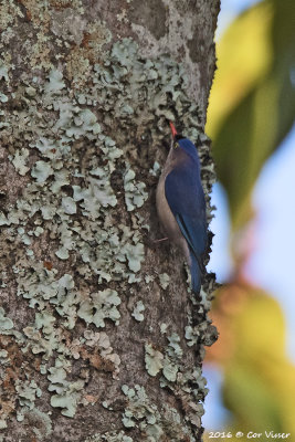 Velvet-Fronted nuthatch.jpg
