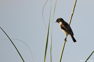 White-tailed stonechat.jpg