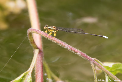 Yellow featherlegs_2.jpg