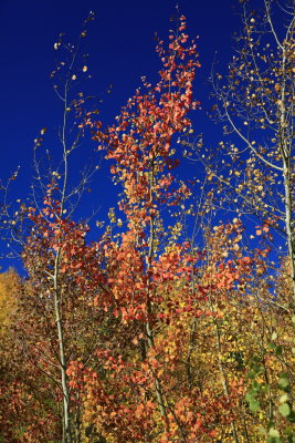 _MG_7080.JPG
