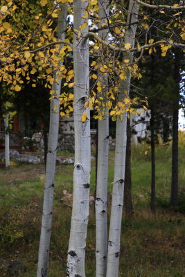 _MG_7251.JPG
