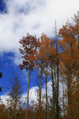 _MG_7307.JPG