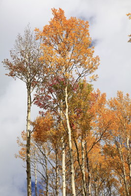 _MG_7312.JPG