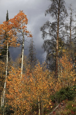 _MG_7345.JPG