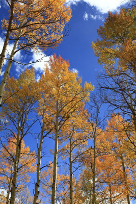 _MG_7427.JPG