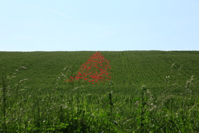 Patch of Red Cocquelicot In Wheat Field ( _MG_0566.JPG)