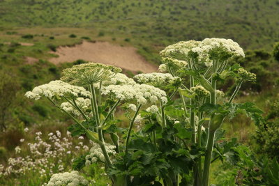 _MG_9442.JPG