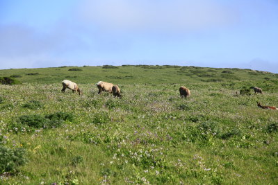 _MG_9509.JPG
