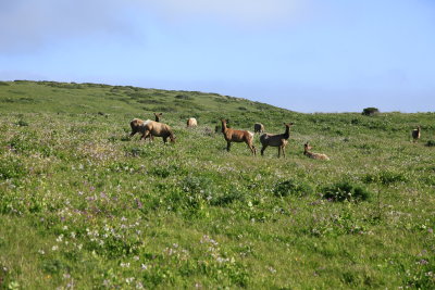 _MG_9514.JPG