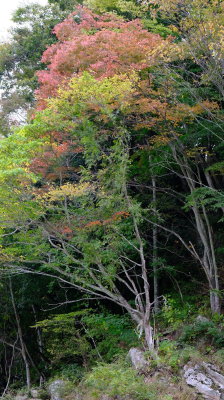 DSCF0161.JPG