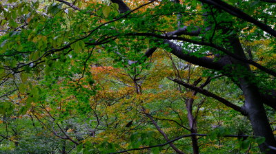 DSCF0258.JPG