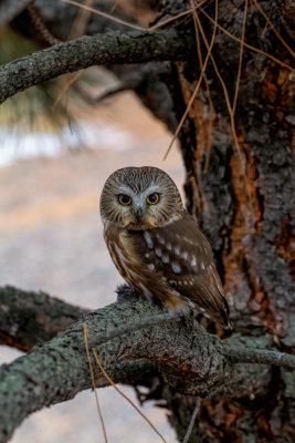 IMG_1825 Northern Saw-Whet Owl