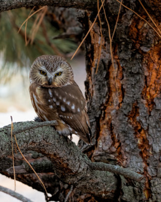 IMG_1794 Northern Saw-Whet Owl