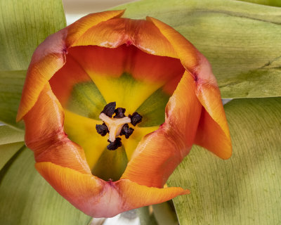 Tulip