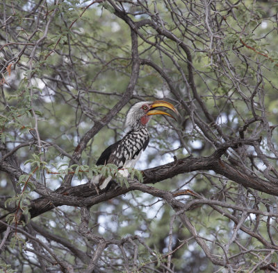 Female Hornbill, Botswana