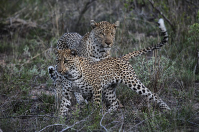 Ngala Camp, South Africa