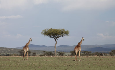 Masaii Mara, Kenya