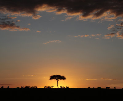 Masaii Mara, Kenya
