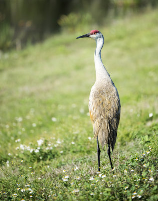 Sandhill Crane 1 of 1.jpg