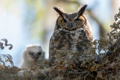 Owls-2.jpg