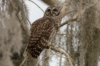 Owls-3.jpg