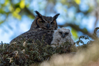 Great Horned Owl-1.jpg