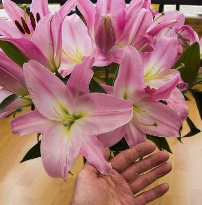 Hand sized Lilies pbase copy.jpg
