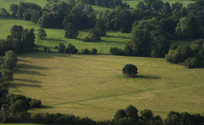 Sheep pb copy.jpg