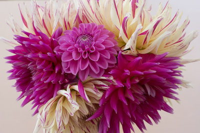 Dahlia Flower Squeeze Prime lens test01 copy.jpg