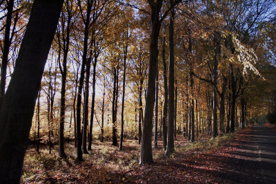 Sopworth road autumn trees 02copy.jpg