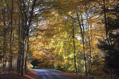 Autumn Sopworth Lane copy.jpg