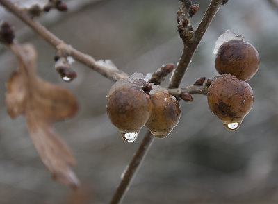 drops no flash01 copy.jpg