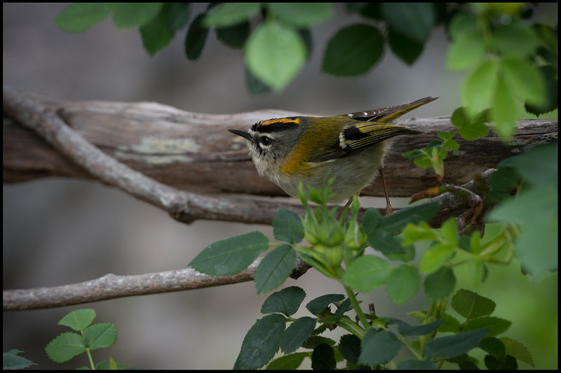 Madeira Firecrest - Ribeiro Frio Madeira