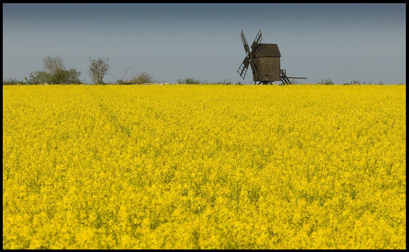 Rapeseed field near Mrbylilla