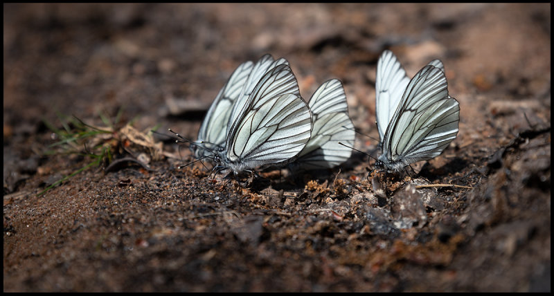 Hawthorn Butterflies (Hagtornsfjrilar) on a beach near Krkens
